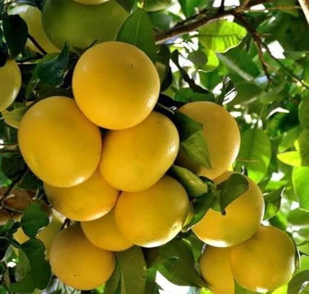 नींबू खाने के फायदे और नुकसान 1 NIMBU